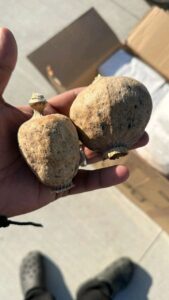 Poppy Pods for Sale Online