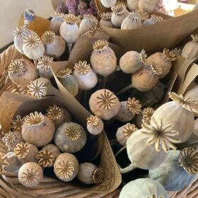 dry poppy heads 1kg price
