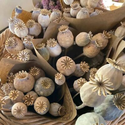 poppy pods online